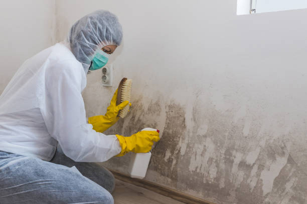 Mold Testing and Removal in Nazareth, PA