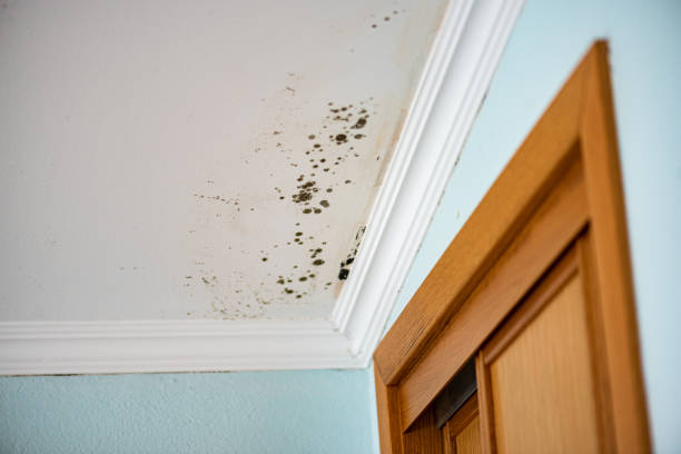 Best Mold Damage Repair  in Nazareth, PA