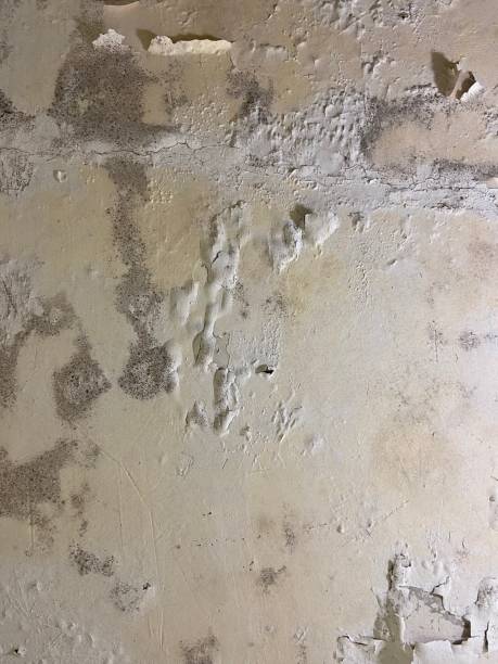 Best Crawl Space Mold Removal  in Nazareth, PA
