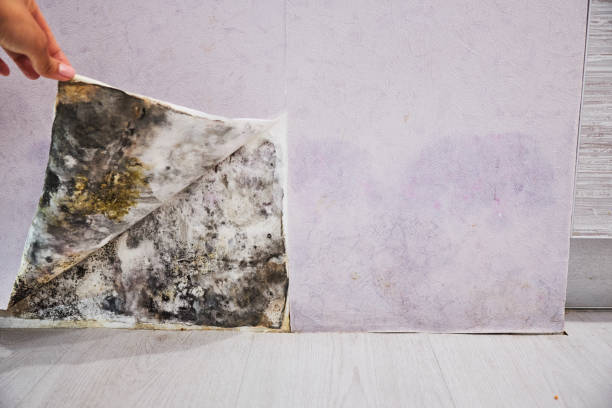 Best Fast Mold Removal  in Nazareth, PA
